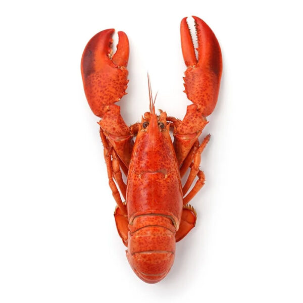 খাঁটি খেজুরের গুড়